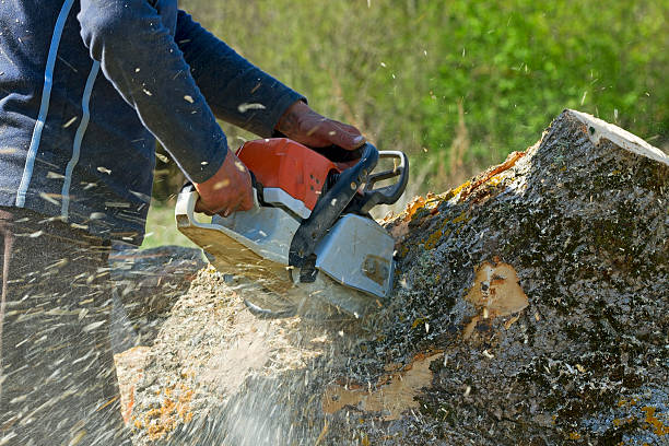 Best Local Tree Services  in East Grand Forks, MN